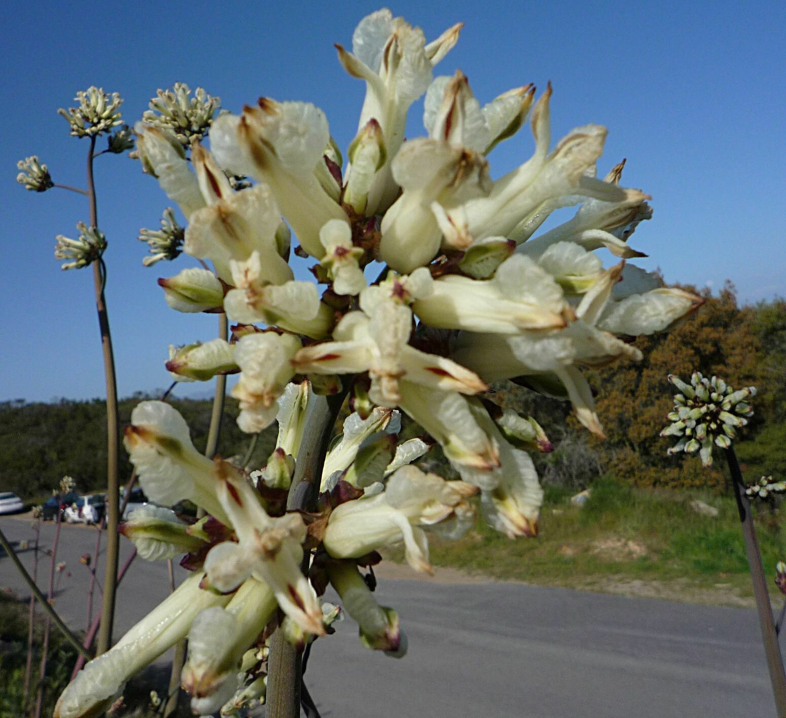 High Resolution Ehrendorferia ochroleuca Flower